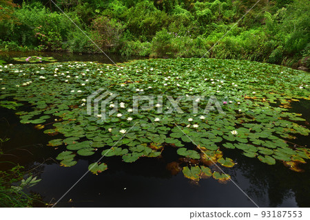 Water lily flowers blooming in a pond in the forest 93187553