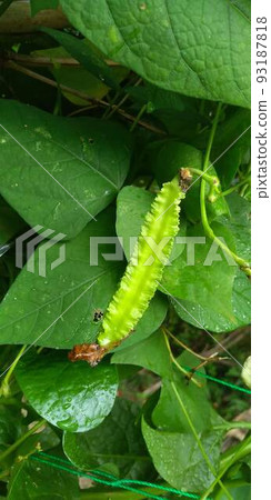 長方豆 長方豆 93187818