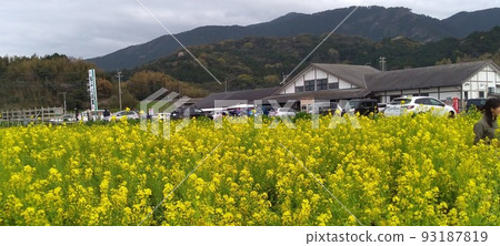 油菜花田的路邊站 油菜花田的路邊站 93187819