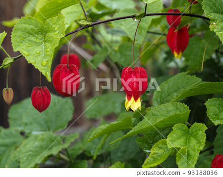 Ukitsuriboku 掛著一個紅燈籠 Ukitsuriboku 掛著一個紅燈籠 93188036
