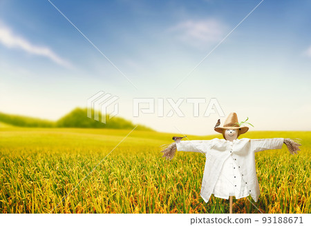 Autumn rice paddies and fields, scarecrows and sparrows, when the ears of rice are ripe 93188671