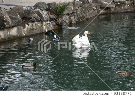 White swans and ducks in lake at Upper park of Vorontsov Palace. Alupka. Crimea White swans and ducks in lake at Upper park of Vorontsov Palace. Alupka. Crimea 93188775