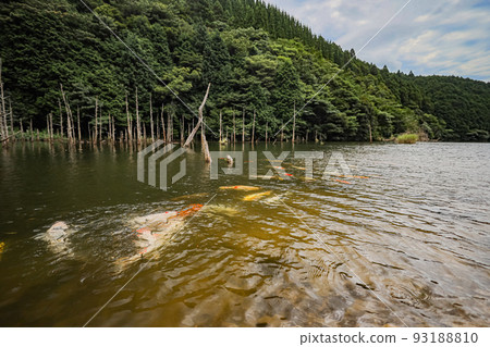 淹沒的森林和鯉魚 淹沒的森林和鯉魚 93188810