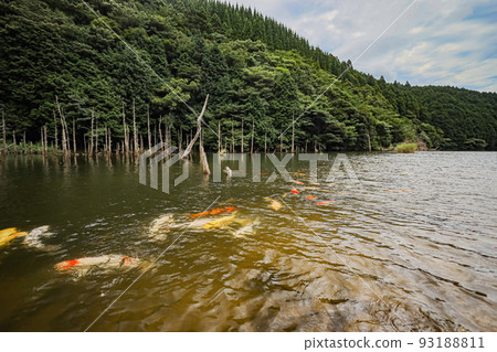淹沒的森林和鯉魚 淹沒的森林和鯉魚 93188811