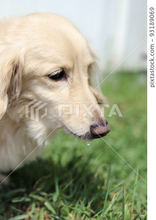 Drooling senior miniature dachshund cream dachshund 93189069