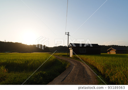 日本秋天的黃昏，四周都是稻田，道路筆直。 93189363