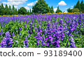 Lavender field 93189400