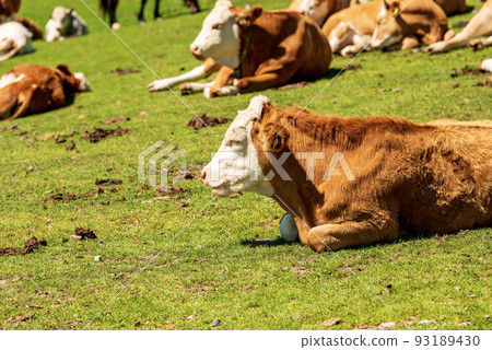 Herd of Brown and White Dairy Cows on a Mountain Pasture - Alps Austria 93189430
