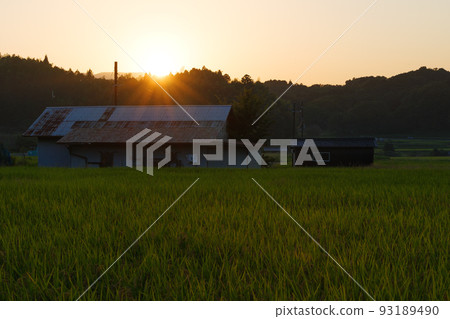 黃昏的鄉村，夕陽照亮的金色田野 93189490