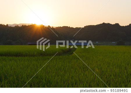 黃昏的鄉村，夕陽照亮的金色田野 93189491