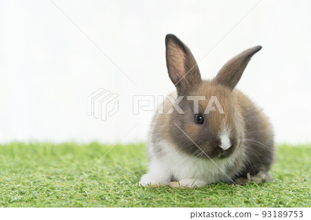 Fluffy rabbit easter bunny sitting green grass in spring summer background. Infant dwarf bunny 93189753