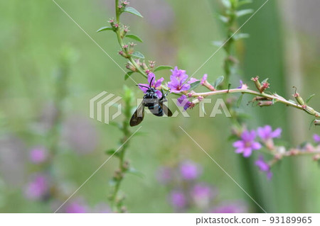 藍色蜜蜂呼喚幸福 藍色蜜蜂呼喚幸福 93189965