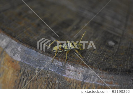 Lady beetle Lady beetle 93190293