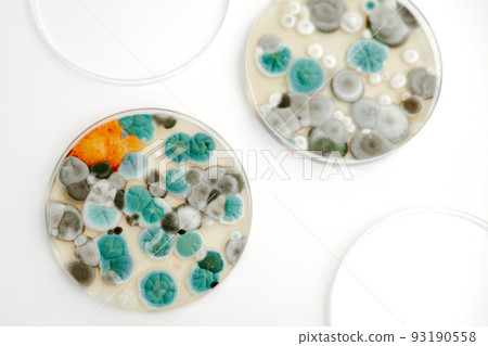 Mold samples on white background. A petri dish with colonies of microorganisms for bacteriological analysis in a microbiological laboratory. Close up view of mould. 93190558