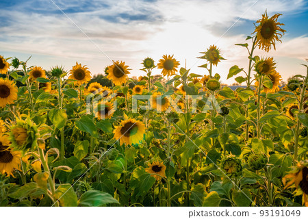 Beautiful field of blooming sunflowers against blurry sunset golden light Beautiful field of blooming sunflowers against blurry sunset golden light 93191049