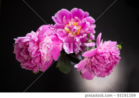 beautiful fresh pink peonies on black background beautiful fresh pink peonies on black background 93191109
