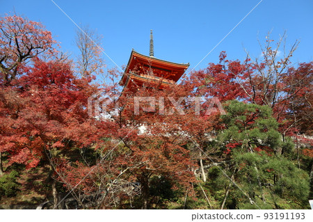 京都世界遺產清水寺/秋天/紅葉 93191193
