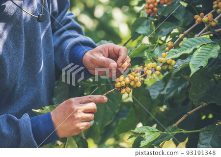 Man Hands harvest coffee bean ripe Red berries plant fresh seed coffee tree growth in green eco organic farm. Close up hands harvest red ripe coffee seed robusta arabica berry harvesting coffee farm Man Hands harvest coffee bean ripe Red berries plant fresh seed coffee tree growth in green eco organic farm. Close up hands harvest red ripe coffee seed robusta arabica berry harvesting coffee farm 93191348