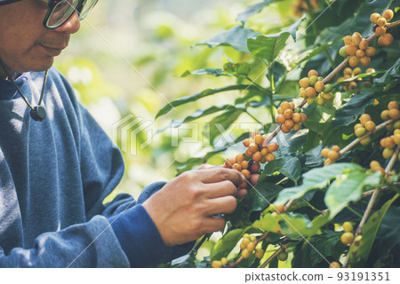 Man Hands harvest coffee bean ripe Red berries plant fresh seed coffee tree growth in green eco organic farm. Close up hands harvest red ripe coffee seed robusta arabica berry harvesting coffee farm 93191351
