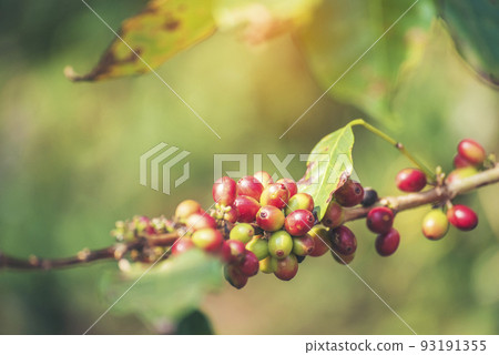 Ripe Red coffee bean berry plant fresh seed coffee tree growth in green eco organic farm. Close up red ripe seed robusta arabica berries harvest for  coffee garden. Fresh coffee bean green leaf bush 93191355