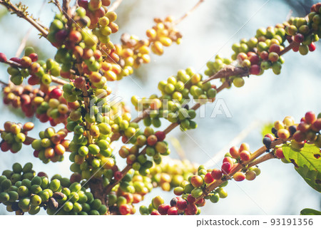 Ripe Red coffee bean berry plant fresh seed coffee tree growth in green eco organic farm. Close up red ripe seed robusta arabica berries harvest for  coffee garden. Fresh coffee bean green leaf bush 93191356
