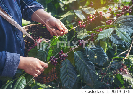 Man Hands harvest coffee bean ripe Red berries plant fresh seed coffee tree growth in green eco organic farm. Close up hands harvest red ripe coffee seed robusta arabica berry harvesting coffee farm 93191386