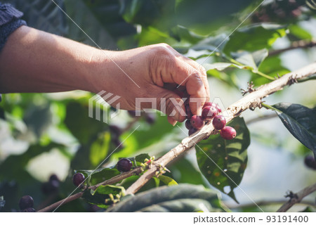 Man Hands harvest coffee bean ripe Red berries plant fresh seed coffee tree growth in green eco organic farm. Close up hands harvest red ripe coffee seed robusta arabica berry harvesting coffee farm 93191400
