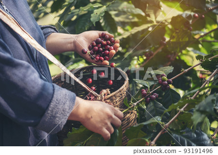 Man Hands harvest coffee bean ripe Red berries plant fresh seed coffee tree growth in green eco organic farm. Close up hands harvest red ripe coffee seed robusta arabica berry harvesting coffee farm 93191496