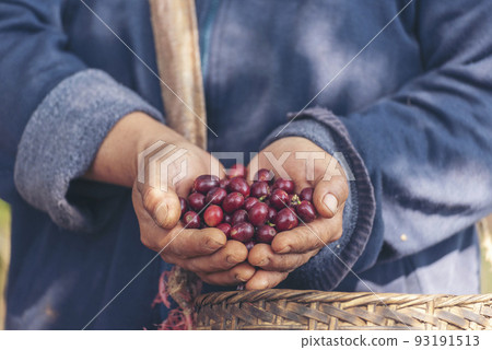 Man Hands harvest coffee bean ripe Red berries plant fresh seed coffee tree growth in green eco organic farm. Close up hands harvest red ripe coffee seed robusta arabica berry harvesting coffee farm 93191513