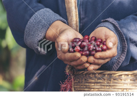 Man Hands harvest coffee bean ripe Red berries plant fresh seed coffee tree growth in green eco organic farm. Close up hands harvest red ripe coffee seed robusta arabica berry harvesting coffee farm 93191514