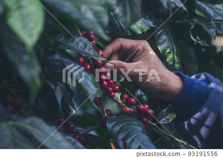 Man Hands harvest coffee bean ripe Red berries plant fresh seed coffee tree growth in green eco organic farm. Close up hands harvest red ripe coffee seed robusta arabica berry harvesting coffee farm 93191556