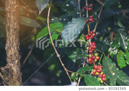 Ripe Red coffee bean berry plant fresh seed coffee tree growth in green eco organic farm. Close up red ripe seed robusta arabica berries harvest for  coffee garden. Fresh coffee bean green leaf bush 93191569
