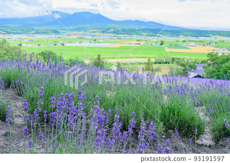 Furano, beautiful dark purple lavender field, Hokkaido Furano, beautiful dark purple lavender field, Hokkaido 93191597