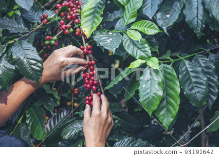 Man Hands harvest coffee bean ripe Red berries plant fresh seed coffee tree growth in green eco organic farm. Close up hands harvest red ripe coffee seed robusta arabica berry harvesting coffee farm 93191642