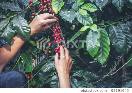 Man Hands harvest coffee bean ripe Red berries plant fresh seed coffee tree growth in green eco organic farm. Close up hands harvest red ripe coffee seed robusta arabica berry harvesting coffee farm 93191643