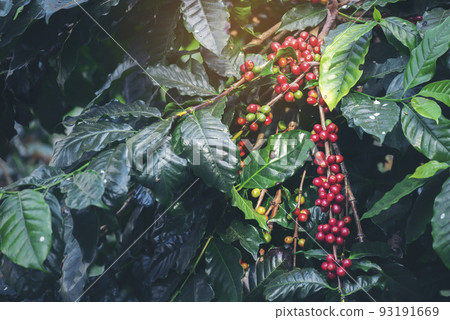Ripe Red coffee bean berry plant fresh seed coffee tree growth in green eco organic farm. Close up red ripe seed robusta arabica berries harvest for  coffee garden. Fresh coffee bean green leaf bush 93191669