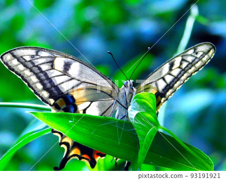 Swallowtail butterfly  93191921