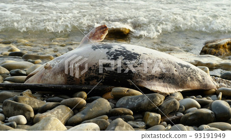 A dead dolphin stranded on a rocky shore lies on the beach. Pollution is killing marine animals. Environmental problems. A natural disaster. A dead dolphin stranded on a rocky shore lies on the beach. Pollution is killing marine animals. Environmental problems. A natural disaster. 93191949