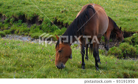 Close-up of a beautiful brown mare eating grass in a high mountain pasture. Front view. In the background lush green grass, other horses and colorful mountain flowers. Close-up of a beautiful brown mare eating grass in a high mountain pasture. Front view. In the background lush green grass, other horses and colorful mountain flowers. 93191950
