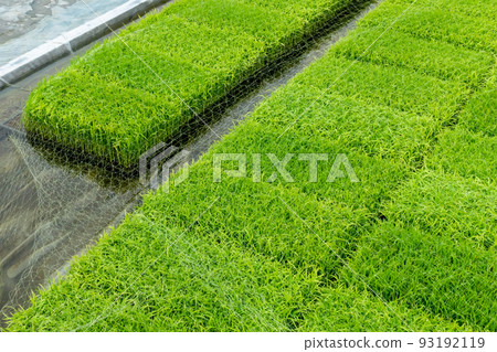 一張在稻田裡種植的幼苗的照片。準備水稻種植。 一張在稻田裡種植的幼苗的照片。準備水稻種植。 93192119