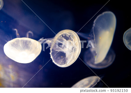 水母幻想 93192150