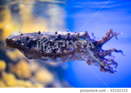 強大的小布希姆 93192155