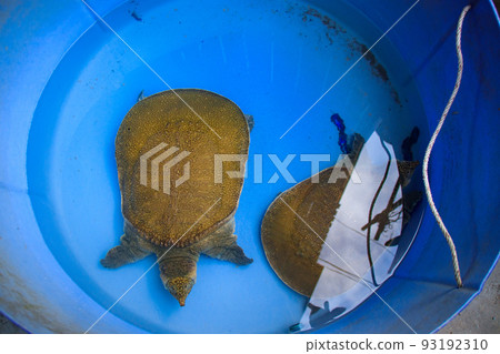 A pair of rare Asiatic softshell turtle or black-rayed softshell turtle or Amyda cartilaginea rescued from poachers in Cambodia A pair of rare Asiatic softshell turtle or black-rayed softshell turtle or Amyda cartilaginea rescued from poachers in Cambodia 93192310