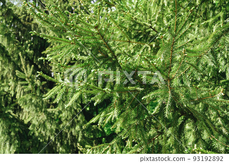Bright green branches of a spruce tree 93192892