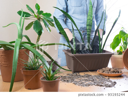 Transplanting snake plant or Sansevieria... - Stock Photo [93193244] - PIXTA