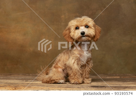 Cinematic portrait of cute pet, Maltipoo dog posing isolated over dark vintage background. Concept of art, pets love, animal life and care. 93193574