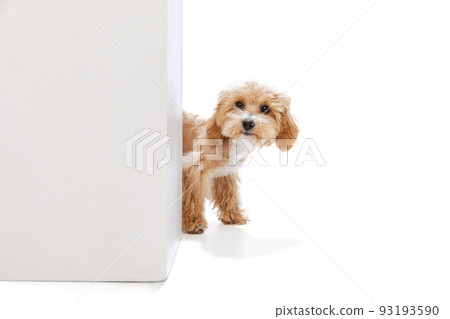 Beautiful pedigree puppy, Maltipoo dog isolated over white studio background. Concept of care, animal life, health, ad, show, breed of dog Beautiful pedigree puppy, Maltipoo dog isolated over white studio background. Concept of care, animal life, health, ad, show, breed of dog 93193590