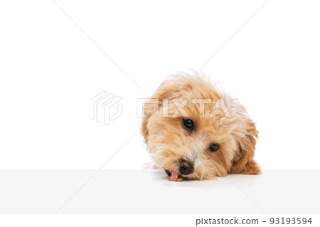 Portrait of pedigree puppy, Maltipoo dog isolated over white studio background. Concept of care, animal life, health, ad, show, breed of dog 93193594