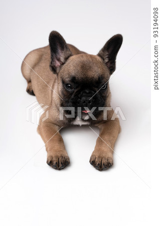 French bulldog puppy lies on a table on a white background. French bulldog puppy lies on a table on a white background. 93194098