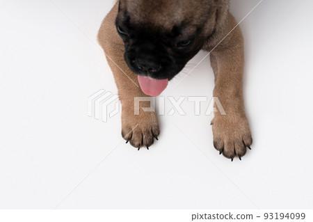French bulldog puppy lies on a table on a white background. French bulldog puppy lies on a table on a white background. 93194099